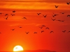 Pacific Flyway at Dusk