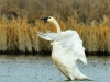 flap