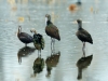 Ibis Flock Preening