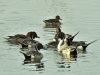Pintail Flock