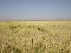 short grain field