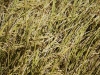 short grain rice_close-up